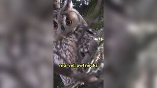 Decoding Nature's Engineering: Why Do Owls Have Flexible Necks?