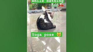 cat yoga pose #cat #cutecat #catlover #funnycats #2023