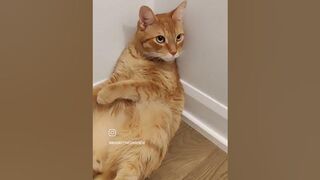 I am quite flexible! #cat #flexible #cutecat #iamajustcat