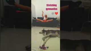 Stretching middle split #gymastics #split #viral #shorts #husky #dog #siberianhusky #trending #me