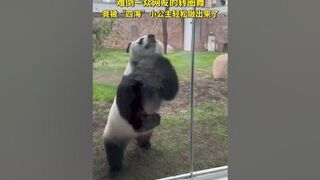 Flexible Giant Pandas — — Sihai 難倒一眾網友的轉圈舞，竟被「四海」小公主輕松做出來了！