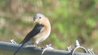 Our Stretching Father & Hungry Little Bluebird
