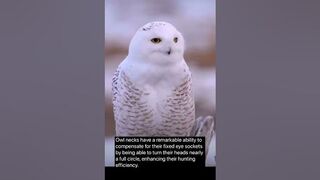 How flexible are Owls neck? Facts you need to know| #flexibility #owlfacts #nightbird #life #shorts