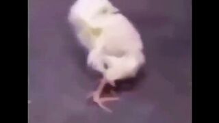 Have you ever seen a chick stretching its back like that?... #funnyanimals