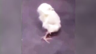 Have you ever seen a chick stretching its back like that?... #funnyanimals