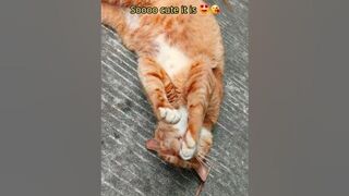 A fat but flexible cat ???? #cuteanimals #catvideos #cutecat #cat #gingercat #funny #catshorts #cute