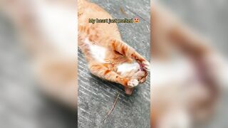 A fat but flexible cat ???? #cuteanimals #catvideos #cutecat #cat #gingercat #funny #catshorts #cute