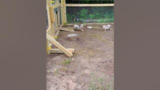 Dillon stretching and the girls saying, Good Morning! ???? ???? #babypigs #potbellypigs