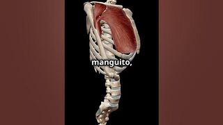 ¡El Hombro La Articulación Más Flexible del Cuerpo!