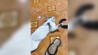 Funniest Cats and Dogs ???????? Part 5