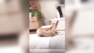 Funniest Cats and Dogs ???????? Part 5