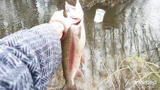 Catching BIG TROUT in a small stream.