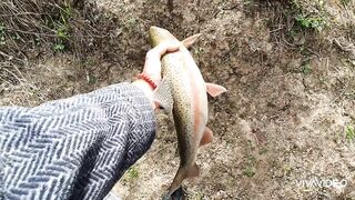 Catching BIG TROUT in a small stream.